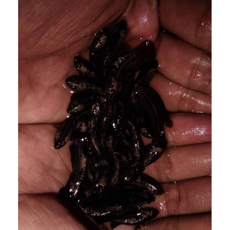 ikan cupang avatar copper