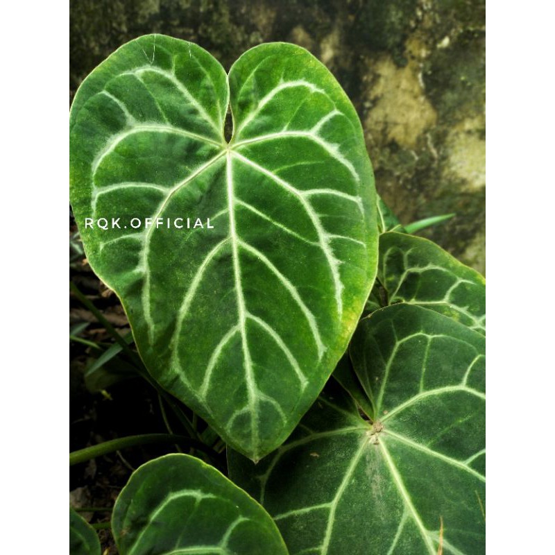 Tanaman Kuping Gajah - Keladi Redstar - Anthurium Magnificum - unik murah - daun anthurium murah