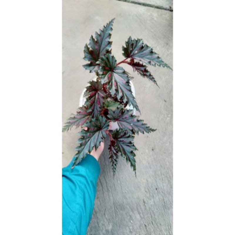 Tanaman hias daun bunga begonia Rex Red Cherry walet/Spider/Gifron serratipetala