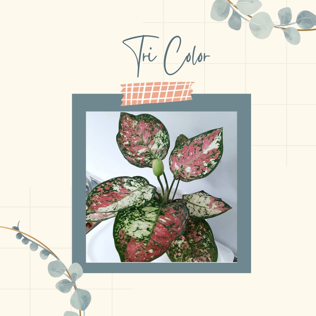 Tanaman Hias Aglonema Tri Color Anakan Aglonema AGLONEMA TRI COLOUR ANAKAN CANTIK