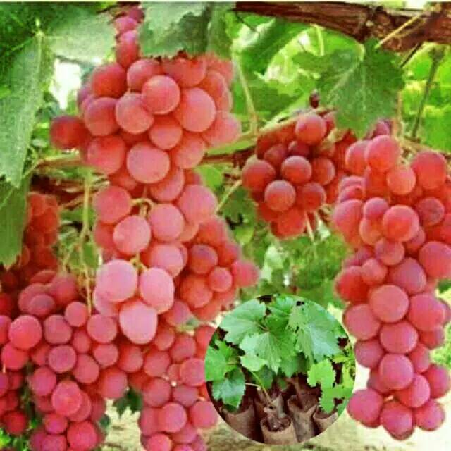 

Bibit buah anggur Red Globe