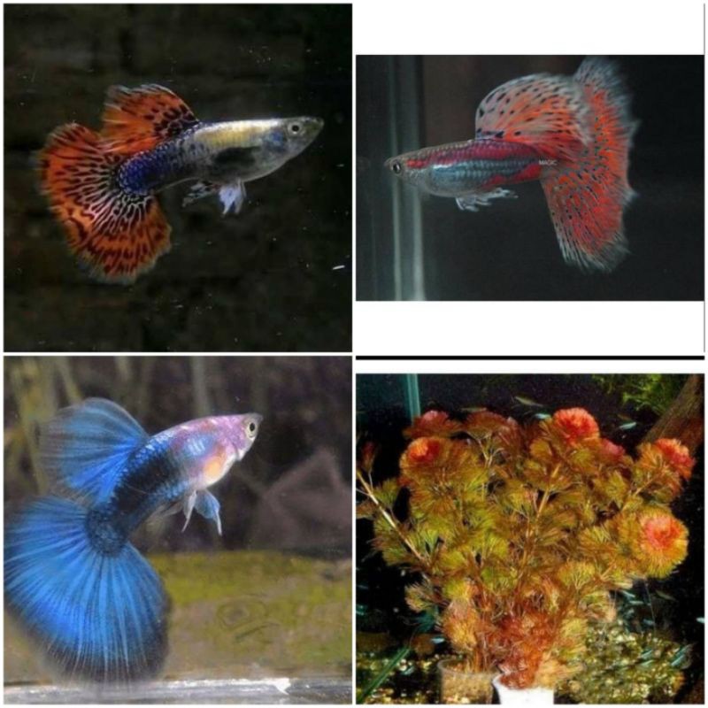 paket ikan guppy pasangan