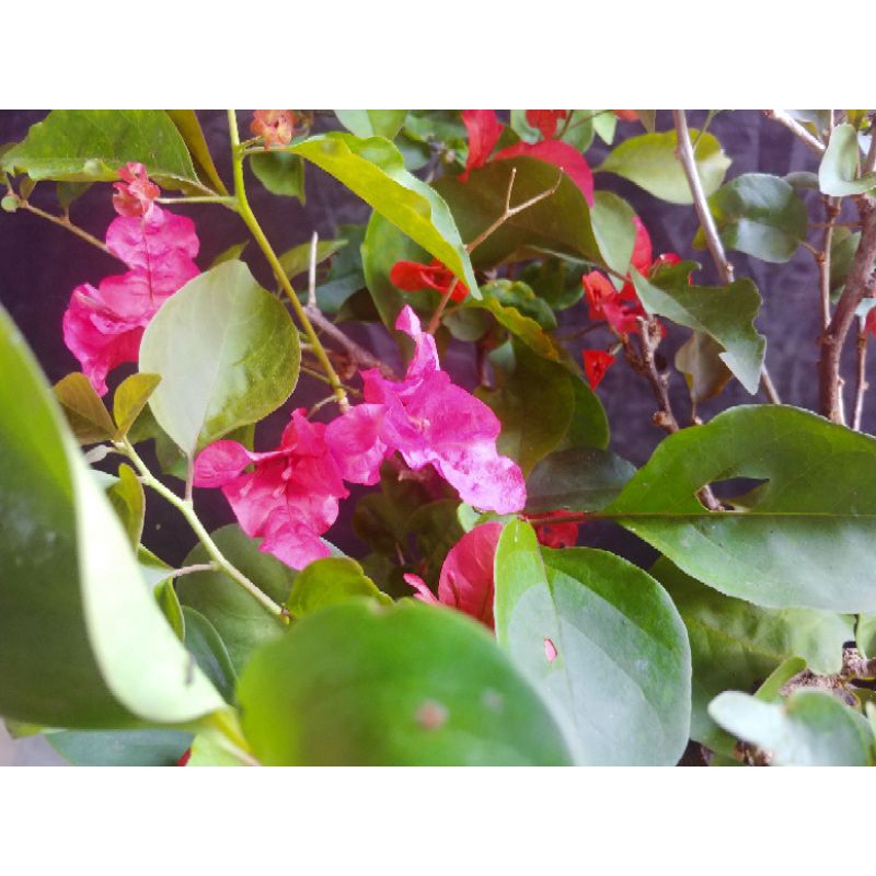 Bougenville merah fanta batang besar