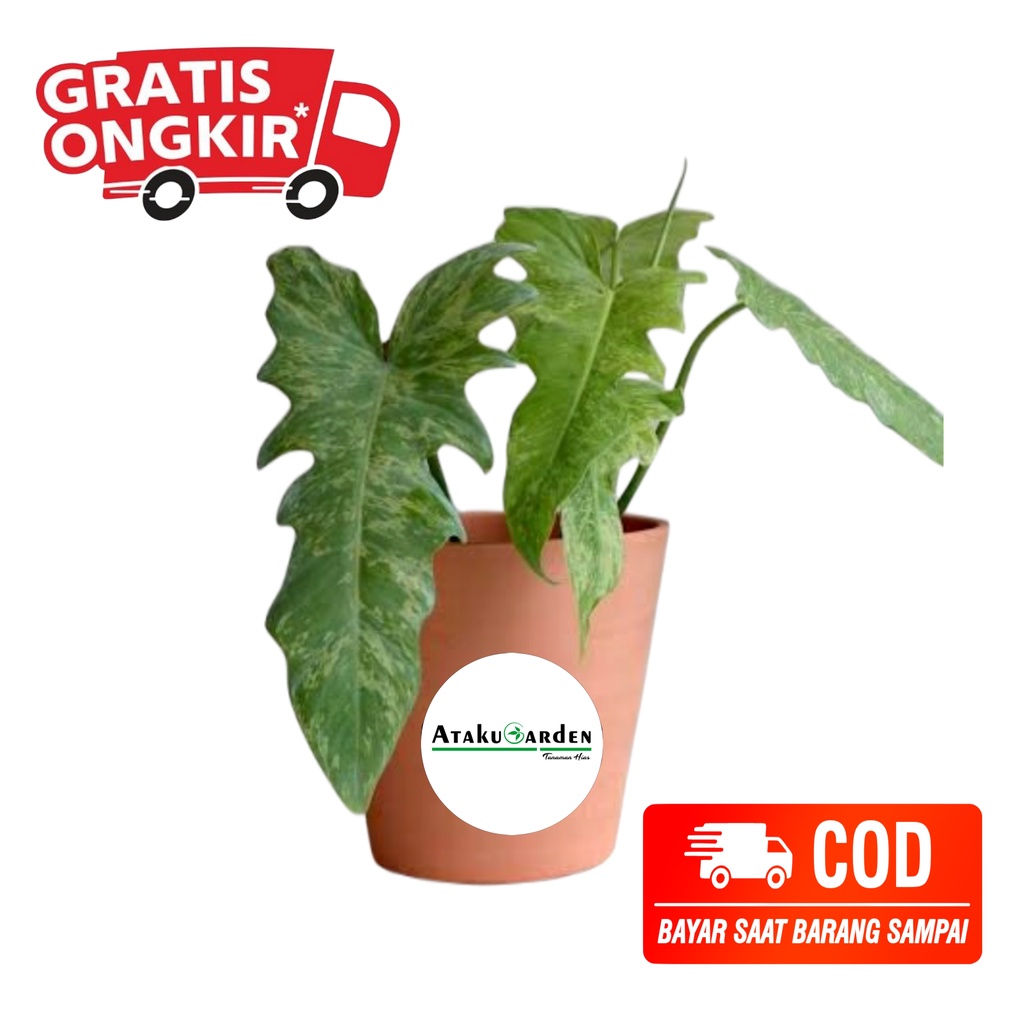 Tanaman Hias philodendron dragon variegata - philo dragon varigata