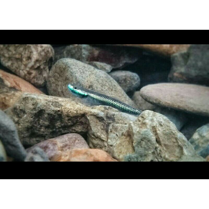 BLUE NEON GOBY