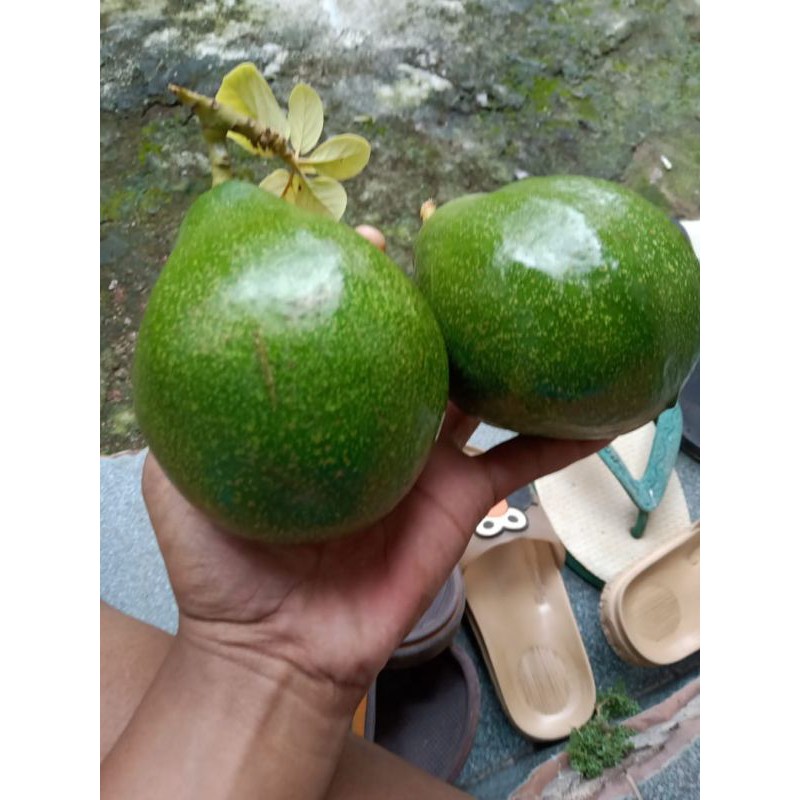 

alpukat mentega lampung