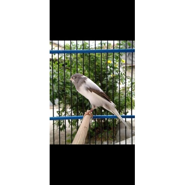 BURUNG KENARI F2YS JANTAN BUNYI GACOR