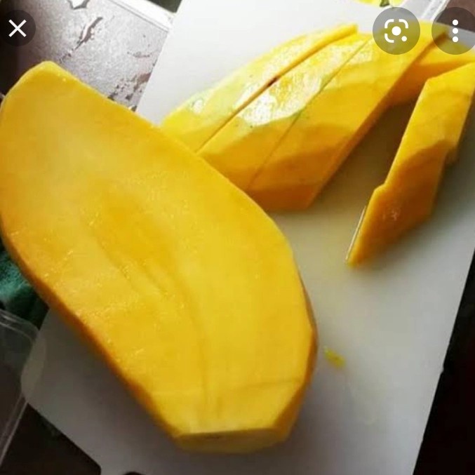 BIBIT MANGGA MAHATIR HASIL OKULASI
