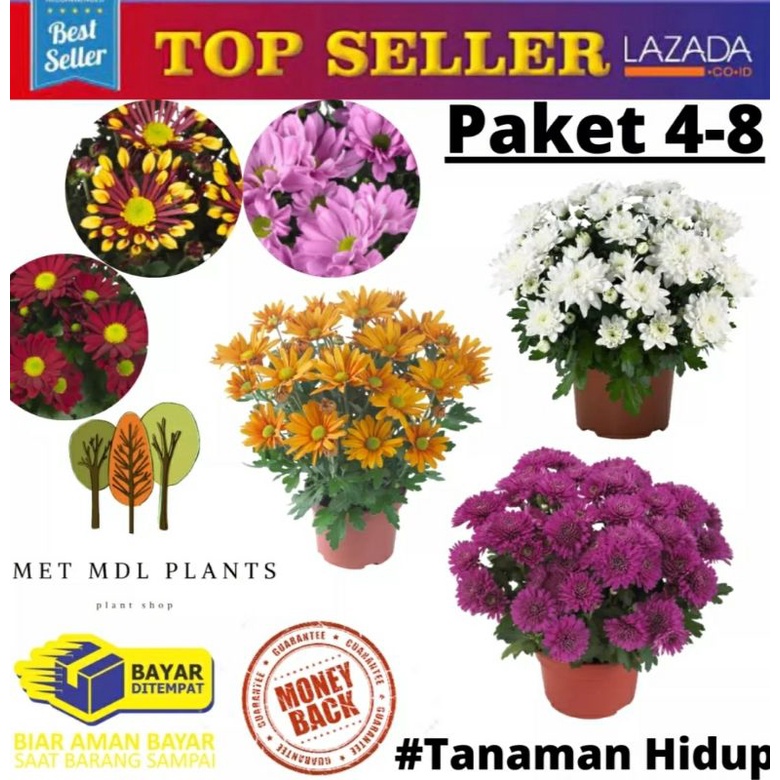 ASTER 4 POHON - 8 POHON WARNA RANDOM