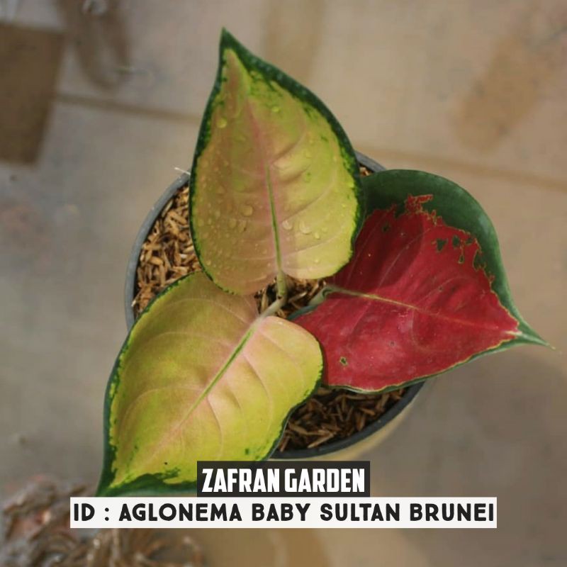 Aglonema Sultan Brunei Baby