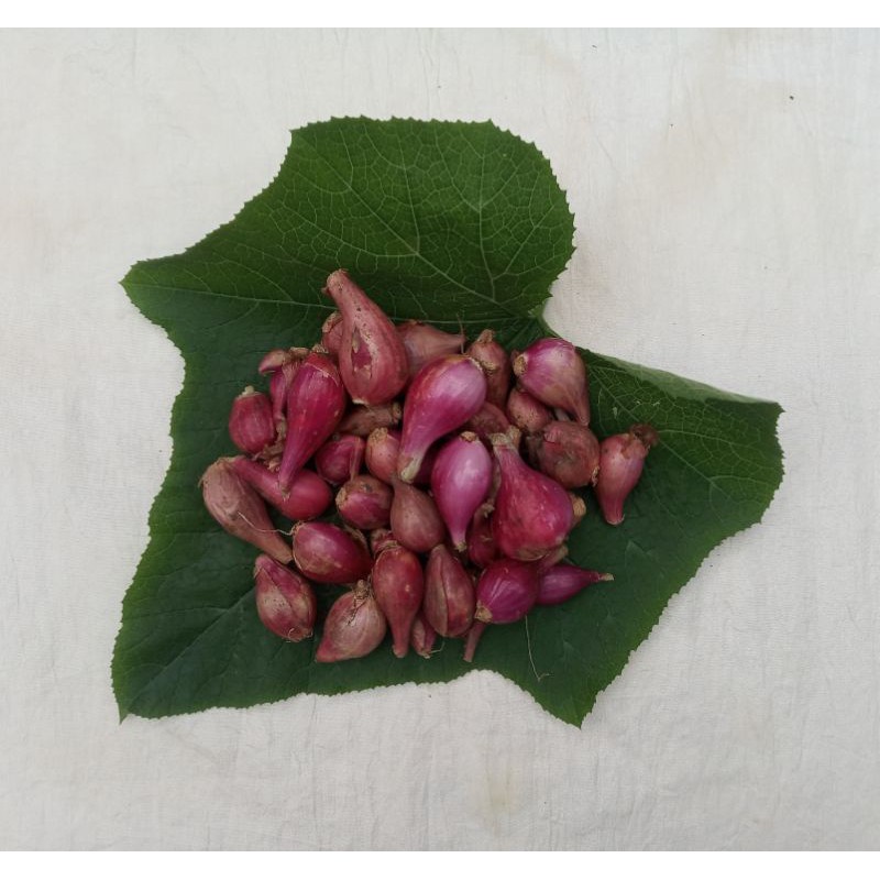 

Segaran Bawang Merah