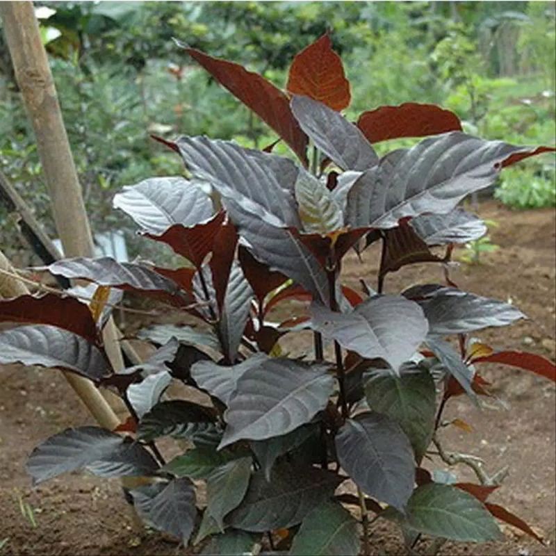 

daun hanelem 200 grm