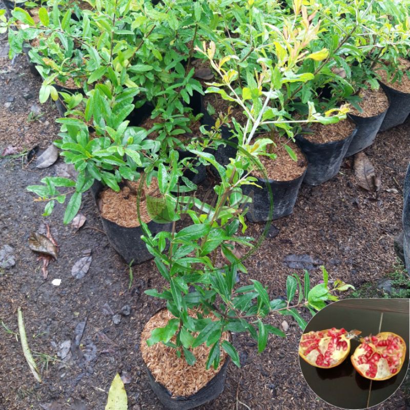 Bibit tanaman Delima Thaif/ delima merah biji lunak