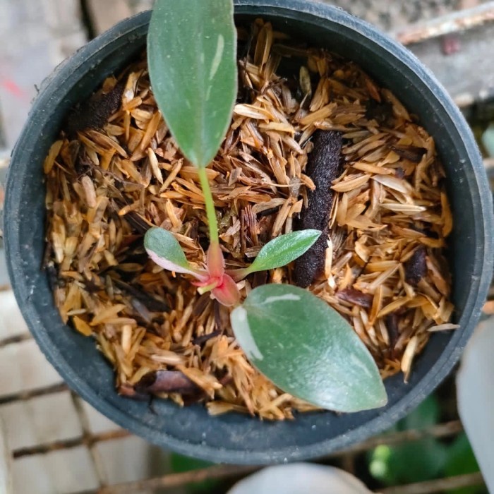 Tanaman hias Philodendron pink princess bibit