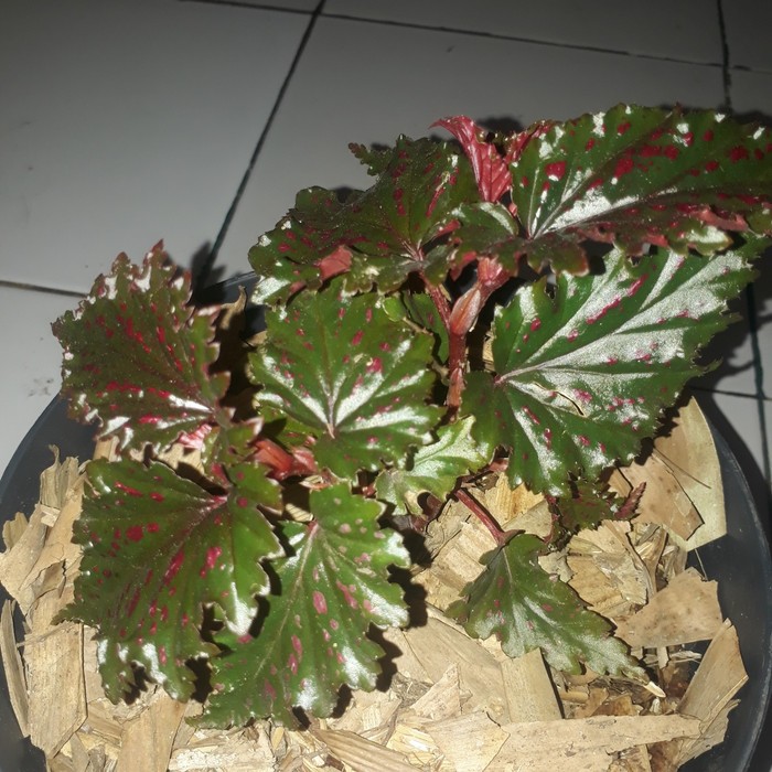Tanaman Hias Begonia Rex Walet (NEW)
