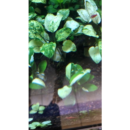 anubias pinto