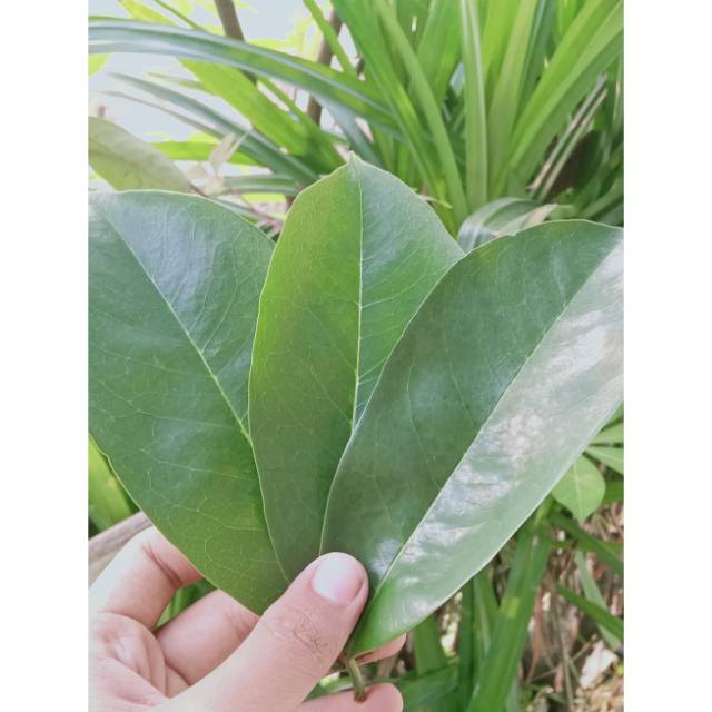 

100 lembar daun sirsak / obat herbal alami