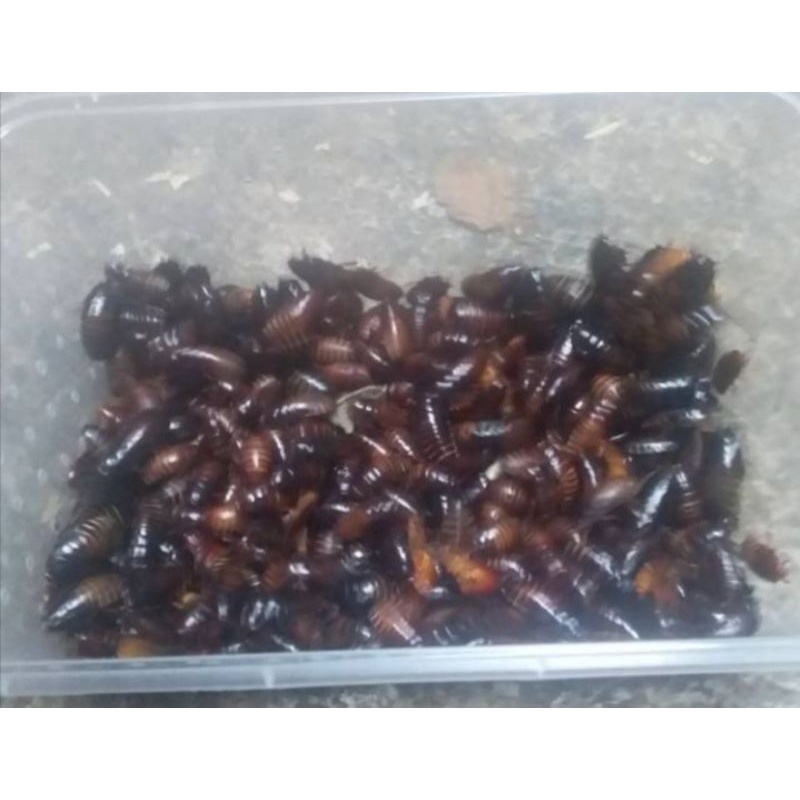 Ceremende kecoa batu umpan mancing galatama