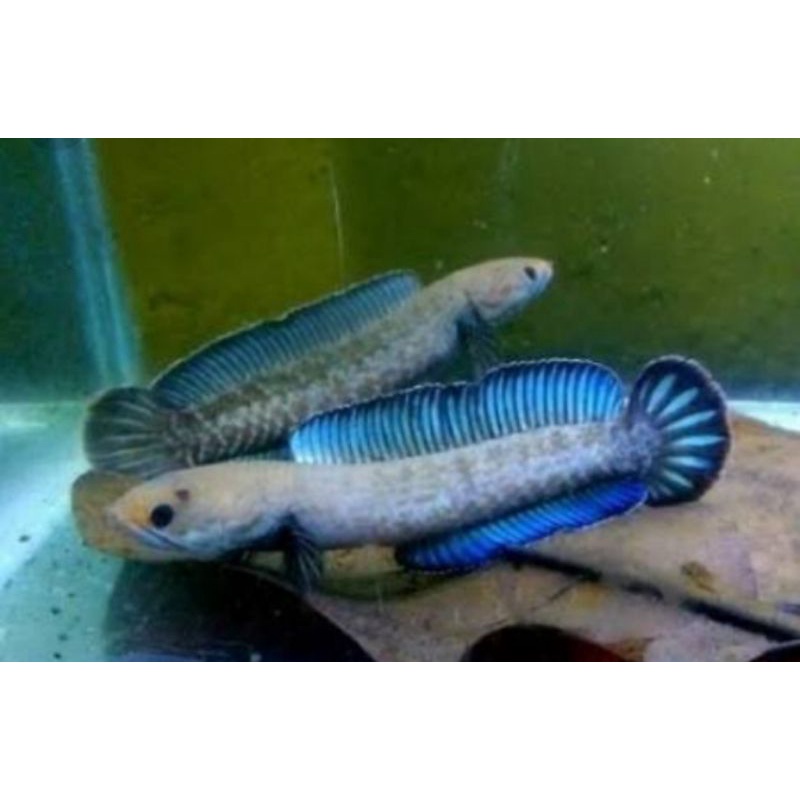 andrao 4-5cm paket 10 buntut
