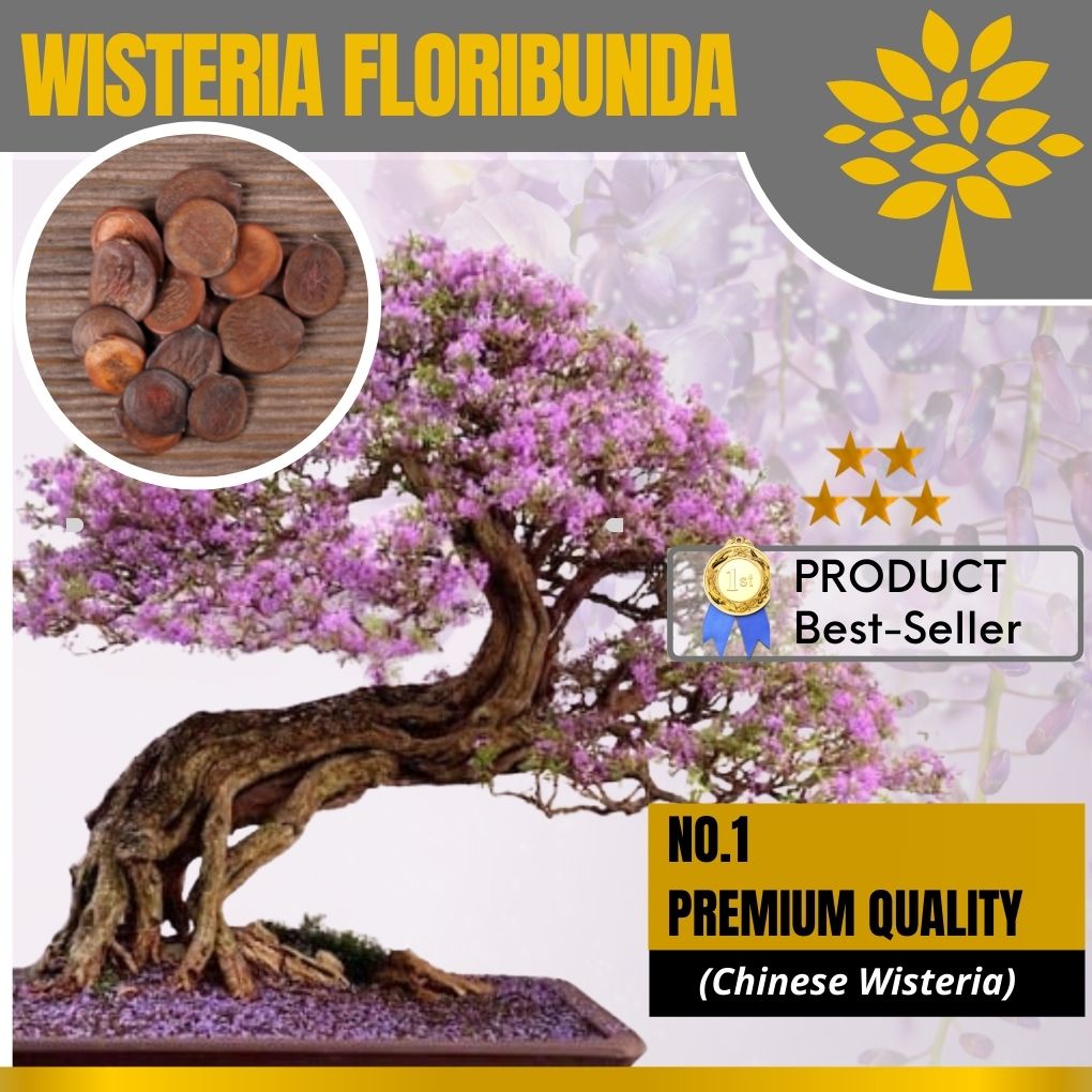 Biji Bonsai Wisteria Import BIJI WISTERIA UNGU