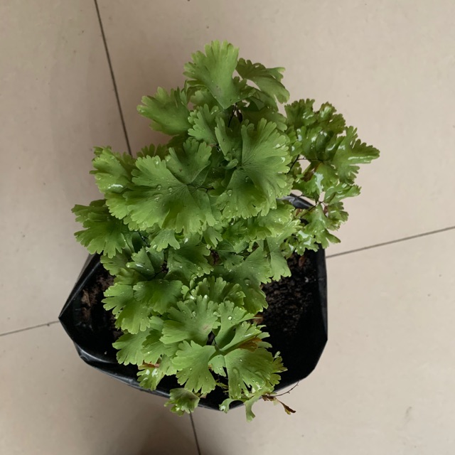 Tanaman hias bunga suplir