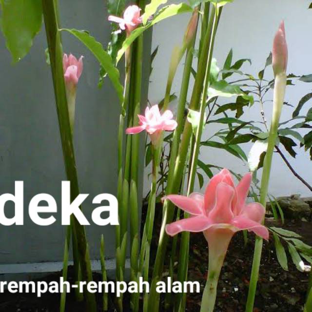 

Terlaris rombeh ,bunga kecombrang ,honje kincung satuan segar sayur segar