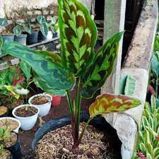 Tanaman Hias Calathea Merak Pieacock - Calathea merak - Calathea Ekor Merak - Calathea
