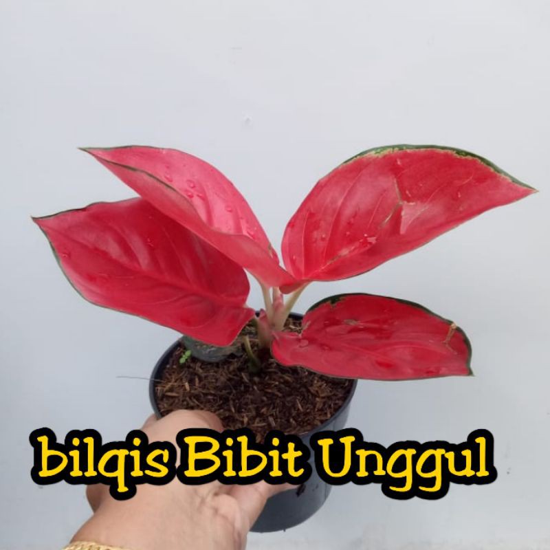 bunga aglonema suksom jaipong anakan (suksom jaipong stang pendek)