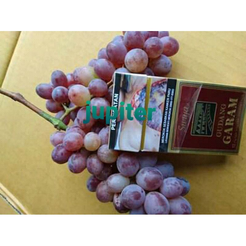 bibit anggur import Jupiter (seedless) tanpa biji-1