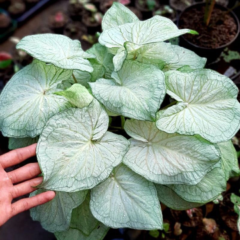 TANAMAN HIAS CALADIUM WHITE JAGUAR KELADI WHITE JAGUAR