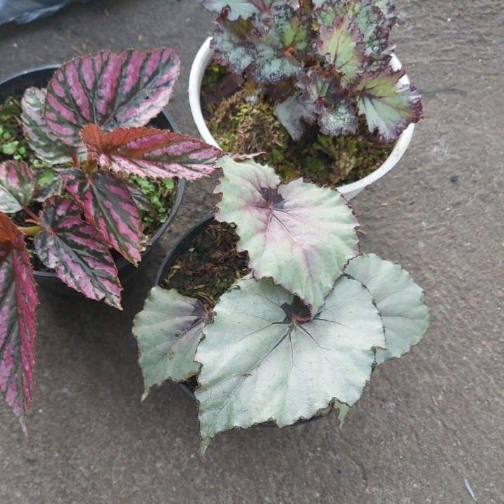 paket begonia 
