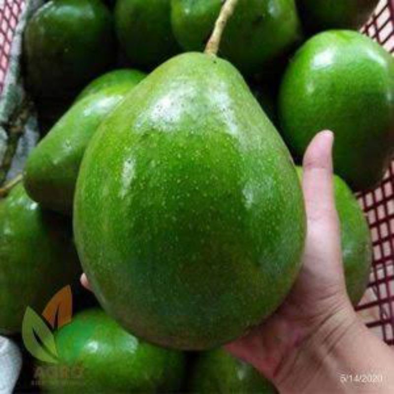 bibit alpukat jenis markus asli siap tanam