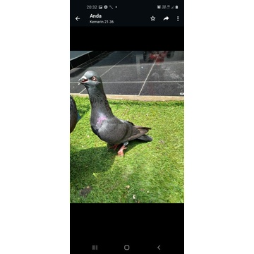 merpati kolong bebas