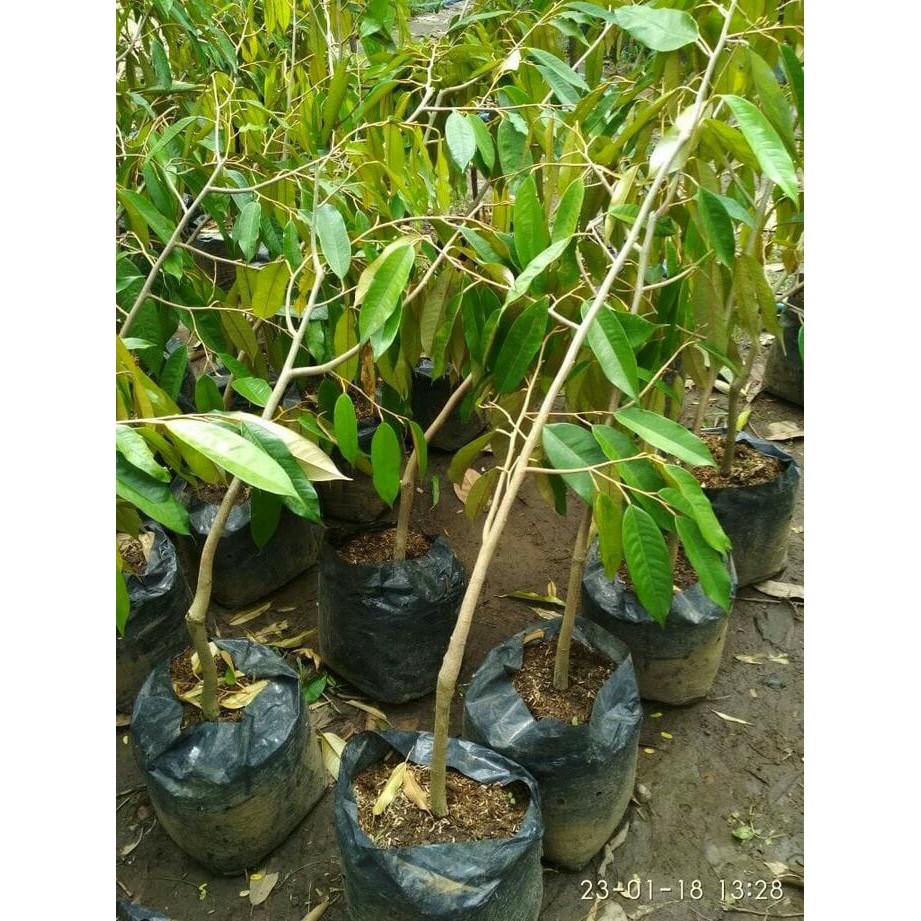 *_$ Bibit Tanaman Buah Durian Matahari
