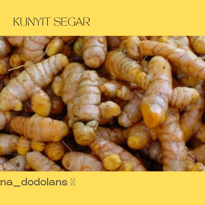 

Kunyit / kunir segar harga terjangkau murah / rempah rempah