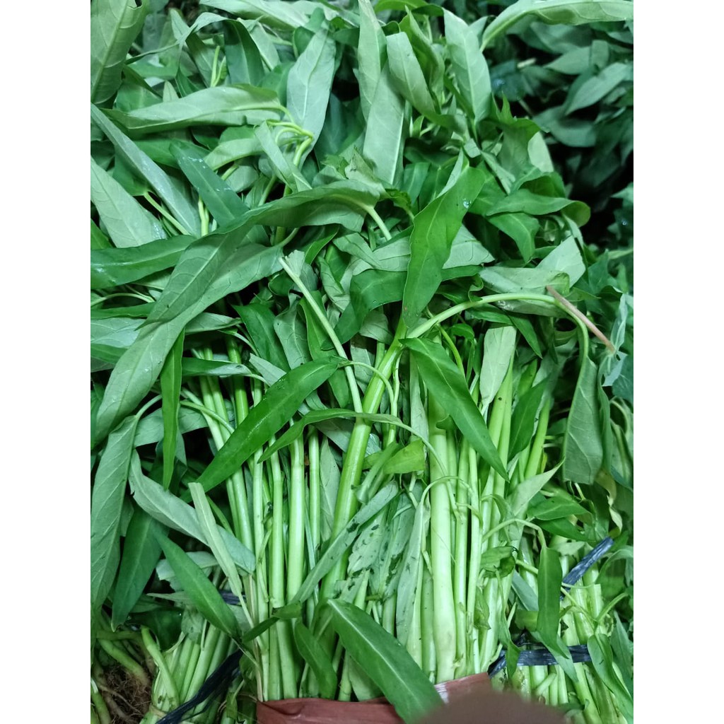 

Kangkung Akar