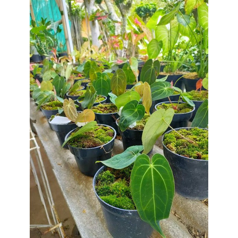 anthurium magnificum verde