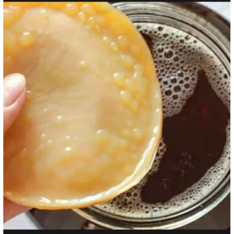 bibit scoby  kombucha / jamur dipo