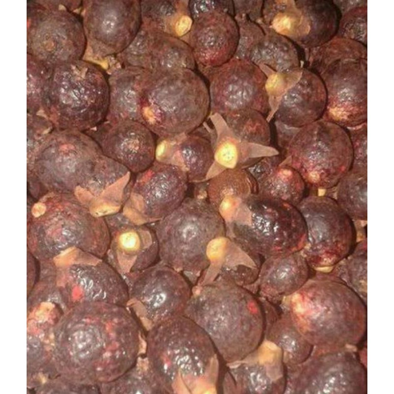 buah jernang siap tanam