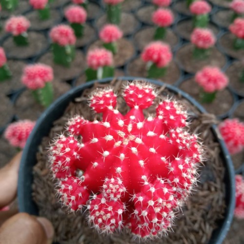 KAKTUS IMPORT GRAFTING GYMNO MERAH TANAMAN KAKTUS SUKULEN WARNA MERAH CANTIK