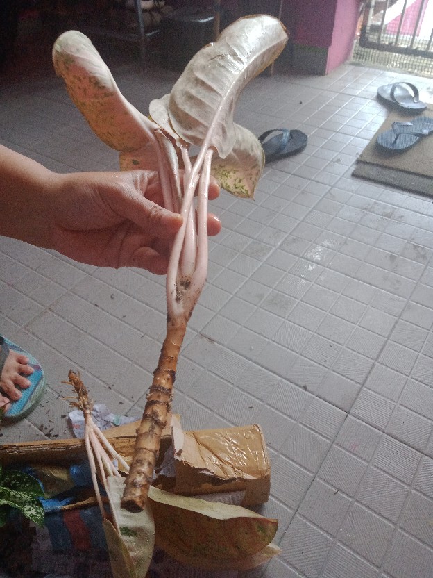 Jual Tanaman Aglonema Snowhite Dengan Harga Yang Pastinya Terjangkau Melayani Partai Maupun Ecer