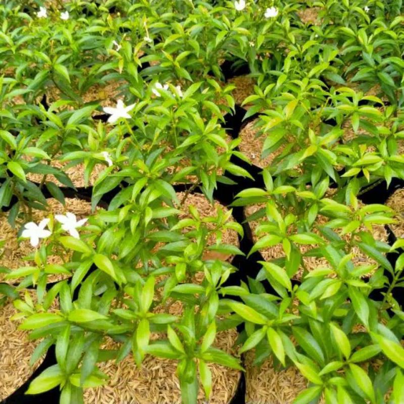 Tanaman saberna mini hijau, tanaman hias saberna mini hijau, pohon saberna mini, saberna mini hijau