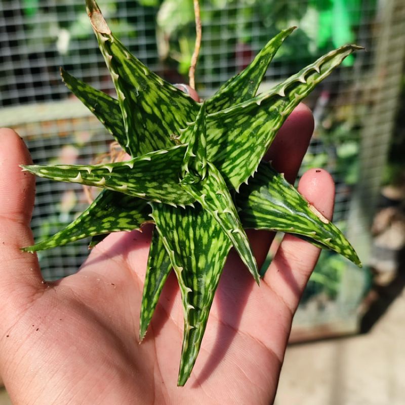 Aloe jucunda sukulen / Aloe mini