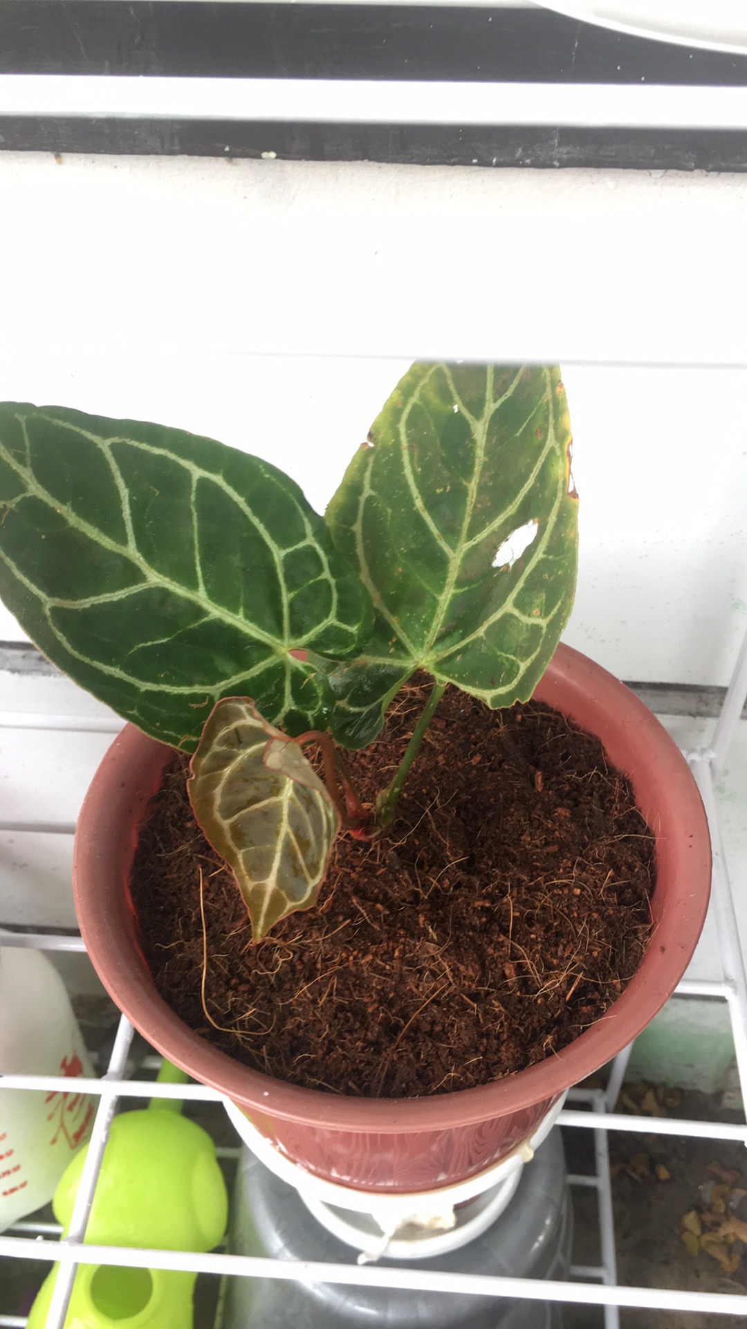 Tanaman Hias Kuping Gajah - Tanaman Anthurium Chrystalium