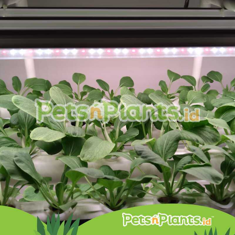 LED T8 Grow Light Lampu Tanaman Hidroponik Full Spectrum Import 90 CM