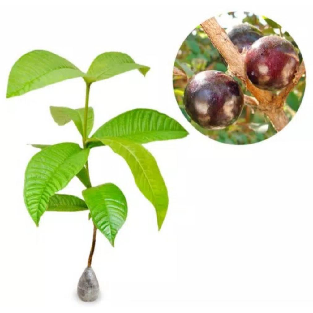 &&**&& Bibit Buah Gowok