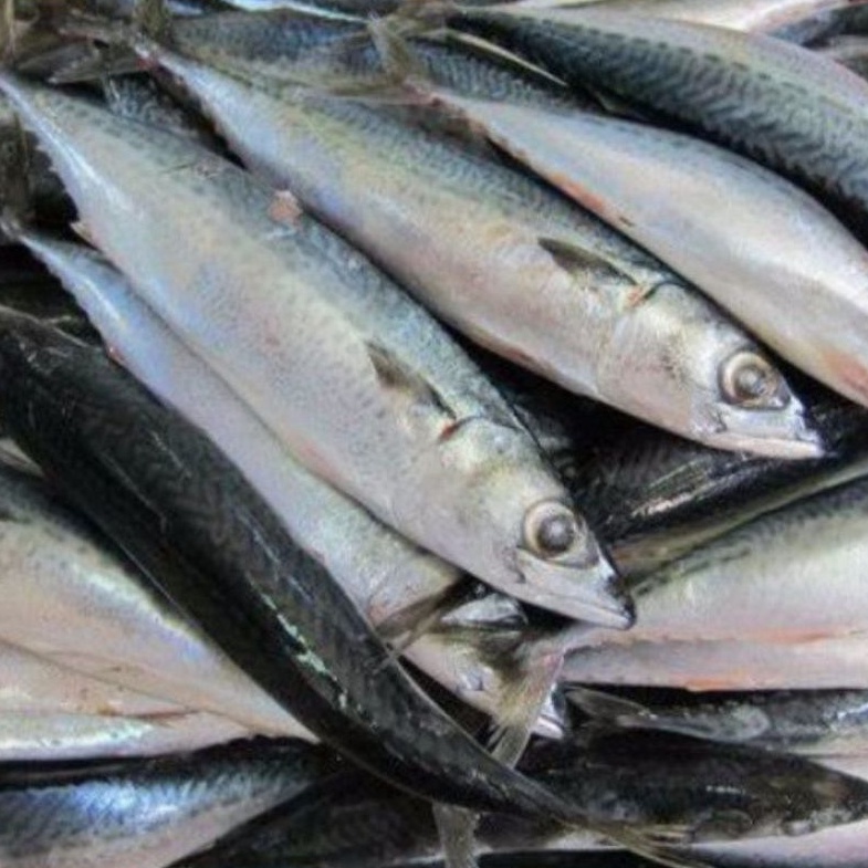 

ikan sarden 500 gr