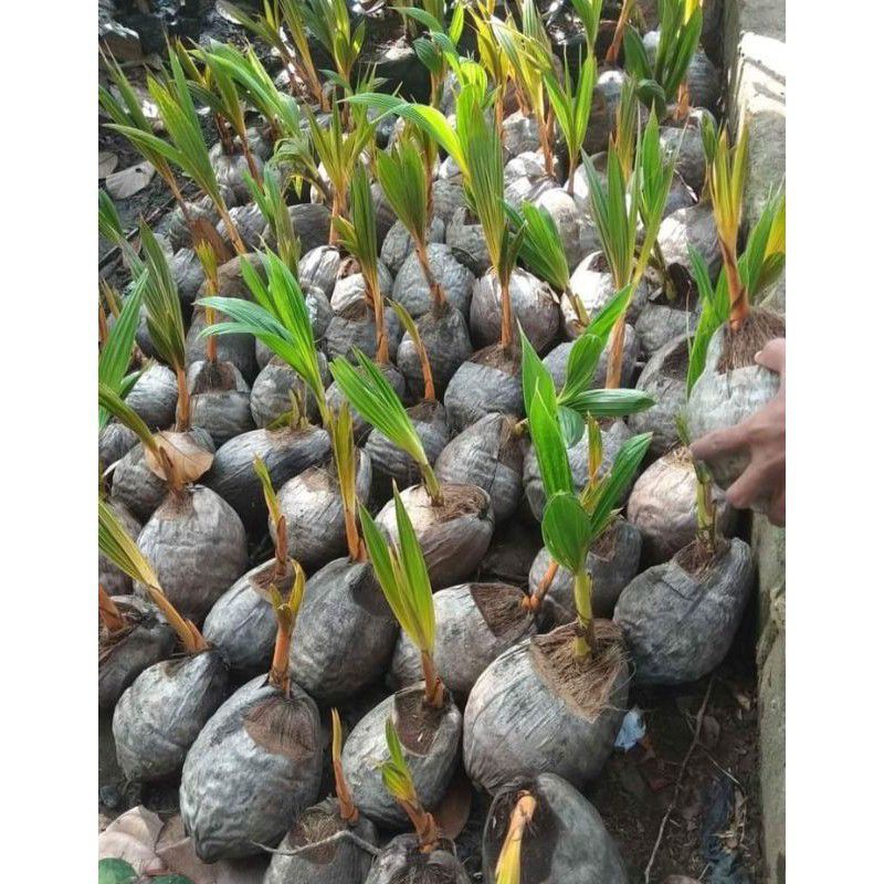 bibit bonsai kelapa gading