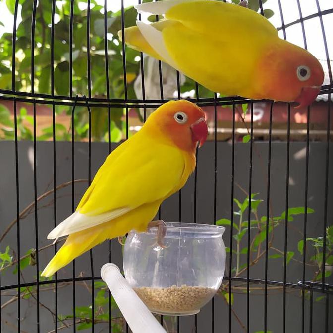 Burung Lovebird Lutino Mata Hitam / Lakbet Lutino MH Remaja/Dewasa