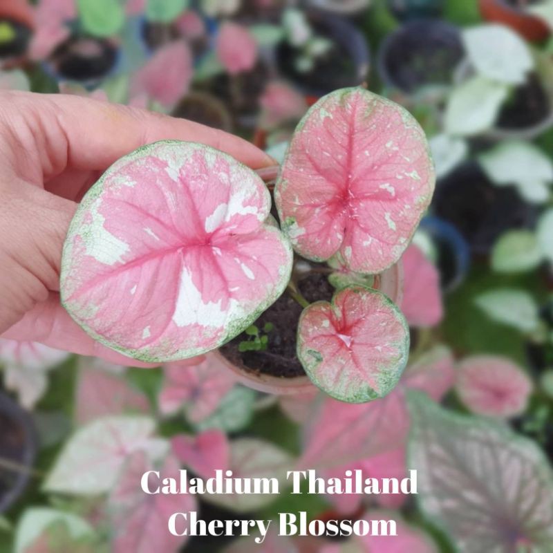 Jual UMBI/BONGGOL Umbi Caladium Cherry Blossom - Caladium Thailand